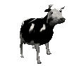 dance-cow
